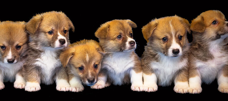 Best Breeds for Emotional Support and Therapy Dogs